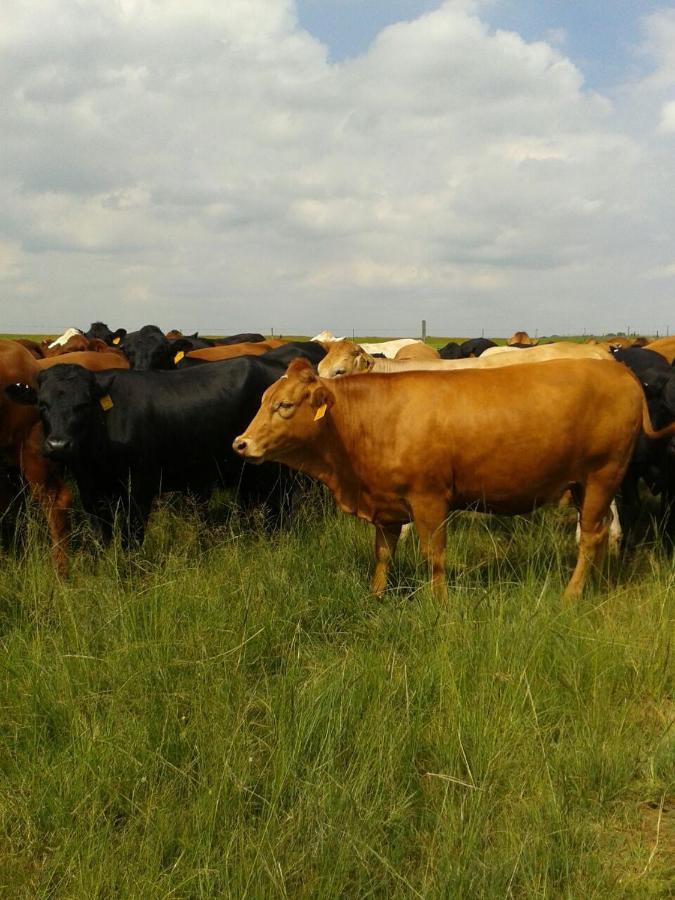 Green Thumb Farm Stay Ermelo Buitenkant foto