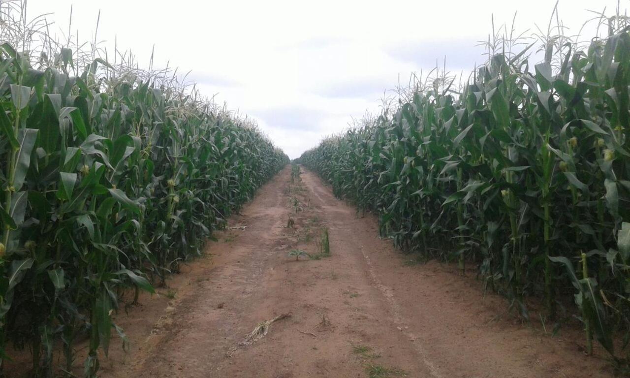 Green Thumb Farm Stay Ermelo Buitenkant foto