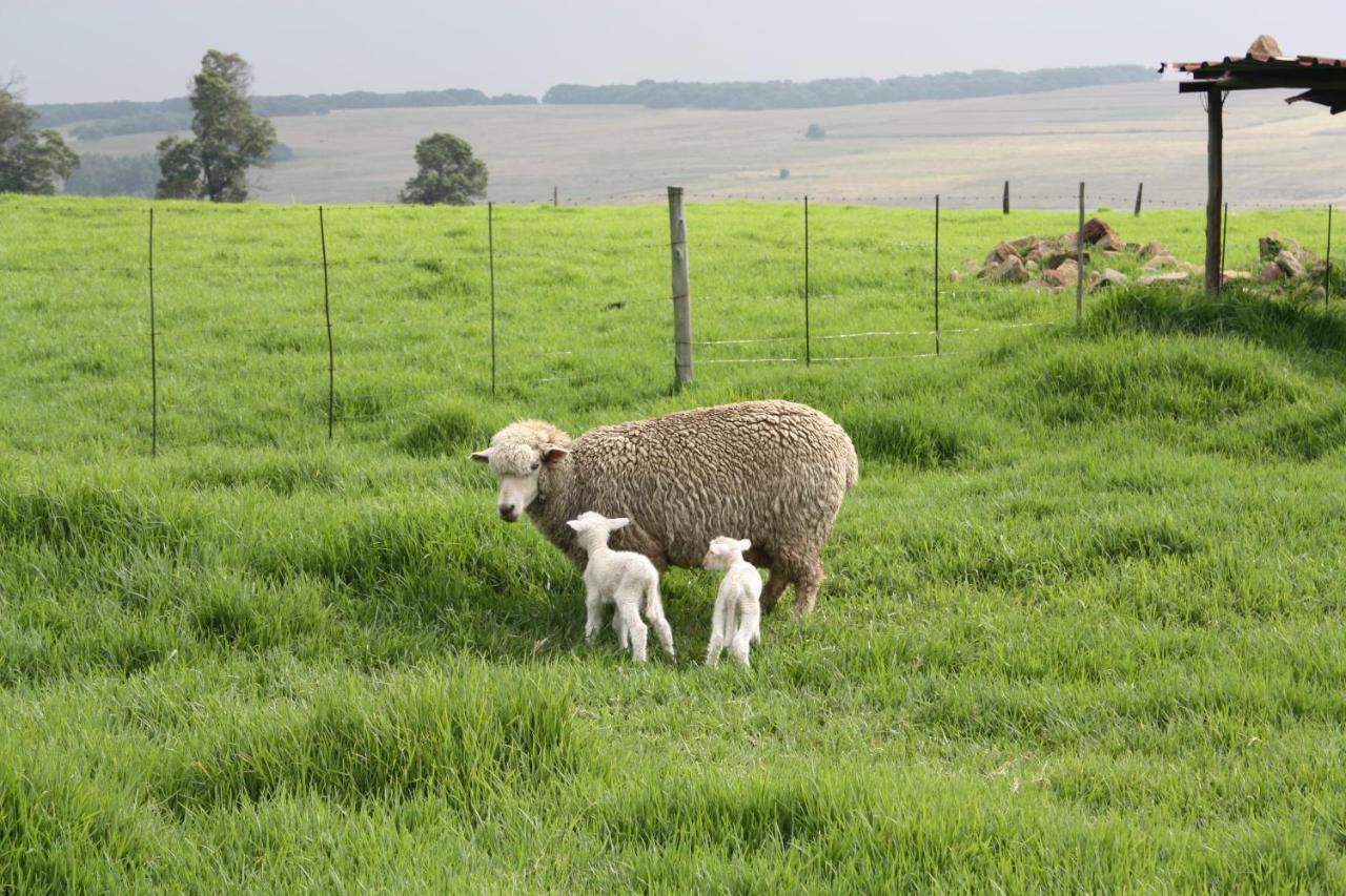 Green Thumb Farm Stay Ermelo Buitenkant foto