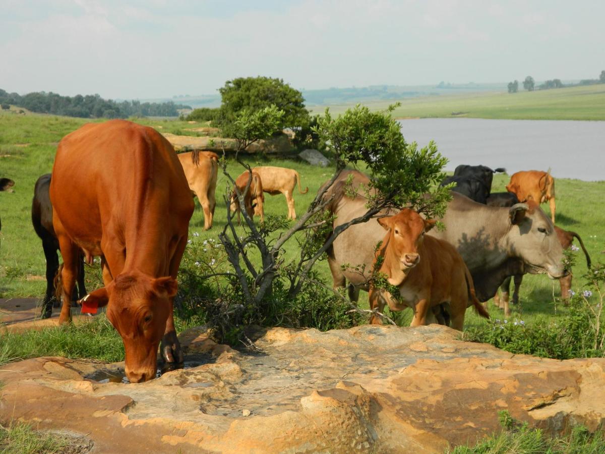 Green Thumb Farm Stay Ermelo Buitenkant foto